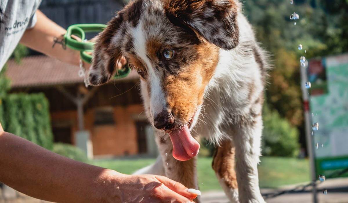 The friendliest dog breeds for families